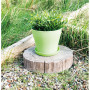 Pot de fleurs St Helens Home and Garden GH628GR - de couleur VERT - en plastique  - 16 x 12,5 cm